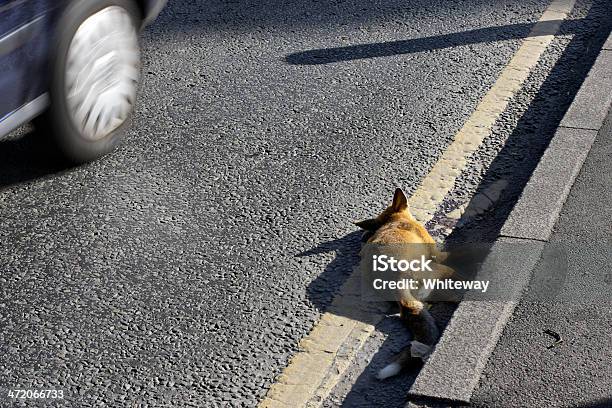 우르바노 붉은여우 Roadkill In 머턴 영국 0명에 대한 스톡 사진 및 기타 이미지 - 0명, 교통사고-나쁜 상태, 도로 옆