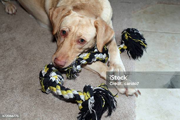 Labrador Amarillo Jugando Con Juguetes Cama Horizontal Espacio De Copia Foto de stock y más banco de imágenes de Animal