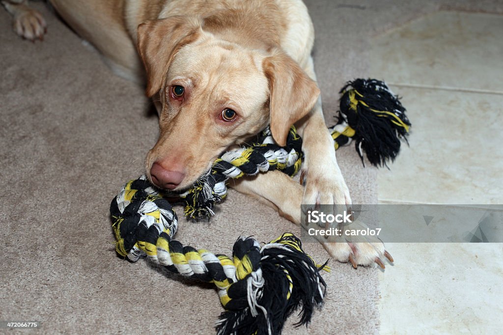 Labrador Retriever brincando com Brinquedo de vestir.  Horizontal.  Cópia espaço. - Royalty-free Animal Foto de stock