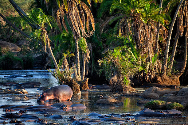 Group of hippos are cooling off and relaxing together in a muddy river in africa, enjoying the refreshing water and each other's company in Serengeti Narional park
