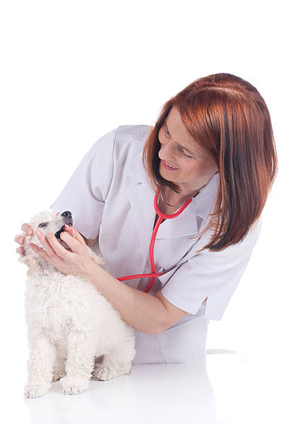 istock Vet examins white poodle puppy 472067234