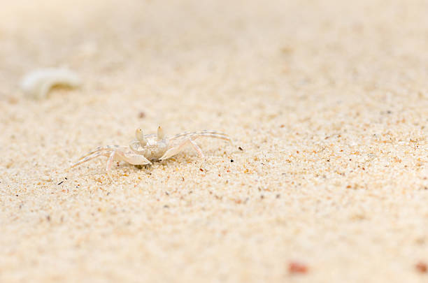 istock crab Beach and blue sea 472067352