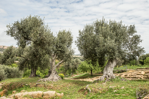 Ancient Olive Trees in Sicily seen in the countryside