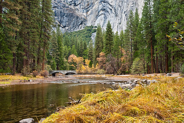 Merced River in the Fall Grasses and Oak Trees growing along the Merced River display their fall colors beneath the towering monolith of El Capitan in Yosemite National Park, California, USA. jeff goulden yosemite national park stock pictures, royalty-free photos & images
