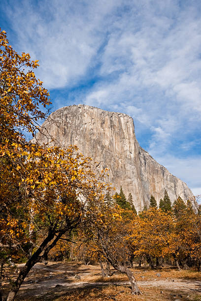 El Capitan in the Fall Grasses and Oak Trees in Yosemite Valley display their fall colors beneath the towering monolith of El Capitan in Yosemite National Park, California, USA. jeff goulden yosemite national park stock pictures, royalty-free photos & images