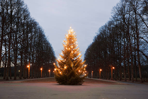 Christmas tree with lights in the park. stock photo