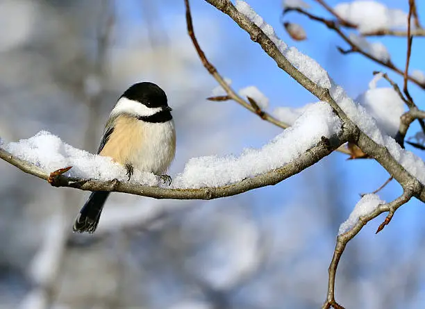 Black Capped Chickadee resting on a snow covered branch