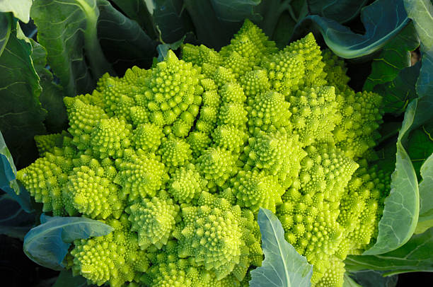 close-up de romanesco de cultivo orgânico brócolis em campo - romanesco broccoli - fotografias e filmes do acervo
