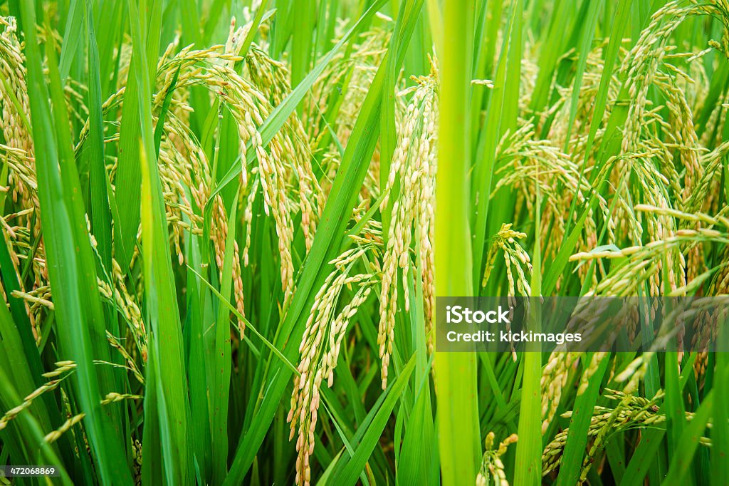 Rice Crop Close-up of rice crop in field. Agricultural Field Stock Photo