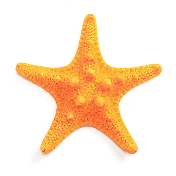 Photo of Orange Starfish
