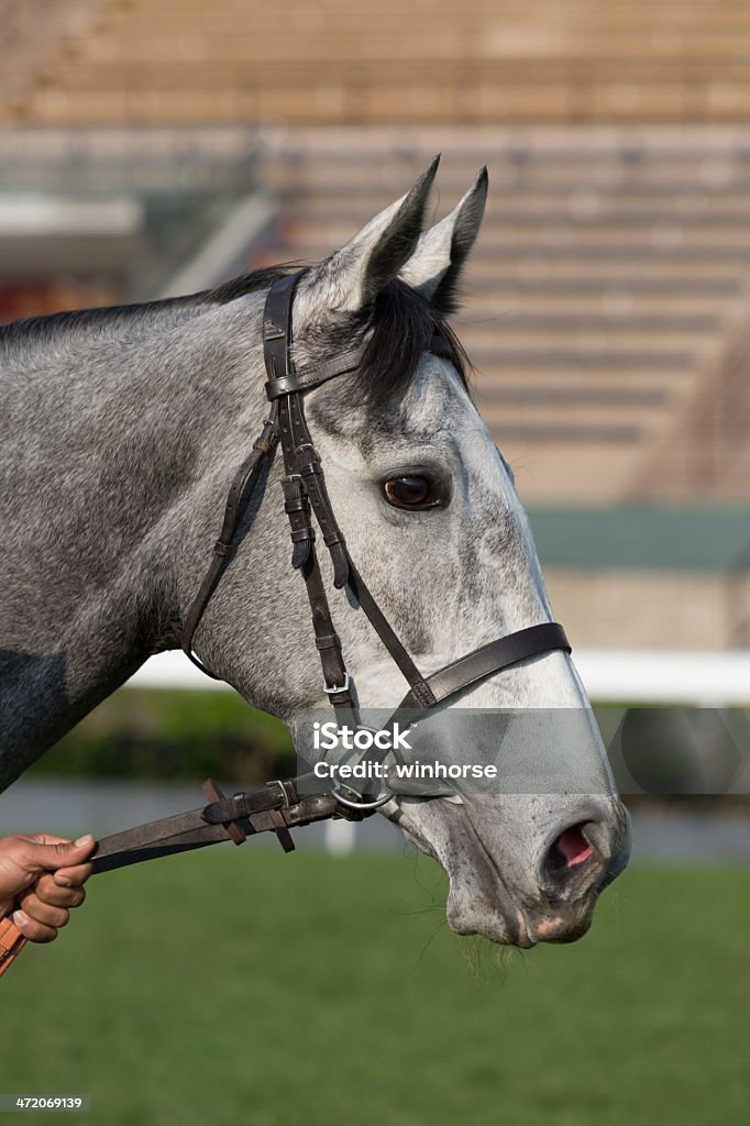 Gray Horse - Lizenzfrei Apfelschimmel Stock-Foto