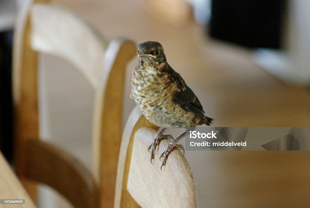 Junge blackbird im Haus - Lizenzfrei Amsel Stock-Foto