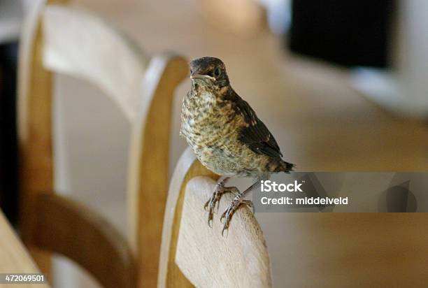 Junge Blackbird Im Haus Stockfoto und mehr Bilder von Amsel - Amsel, Angst, Fotografie