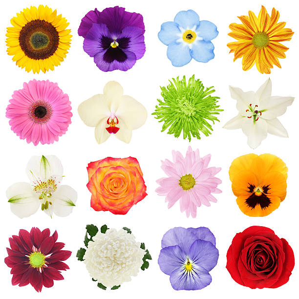 Colorful Flowers Collection 16 different colorful flowers head, view from top isolated on white forget me not isolated stock pictures, royalty-free photos & images