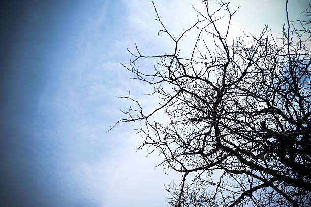 dry branch of tree against blue sky stock photo