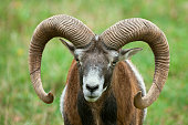Strong Male Mouflon