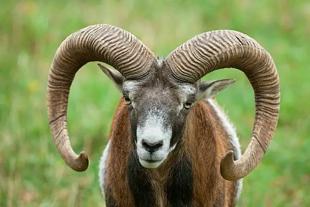 Portrait of a strong male mouflon