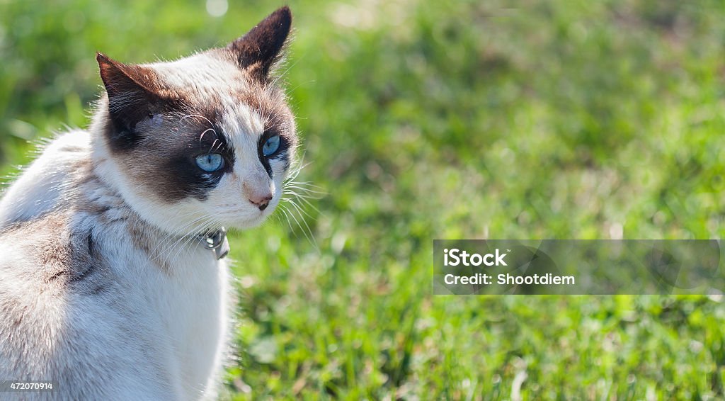 White kitten on a green lawn. Beautiful blue eyes 2015 Stock Photo