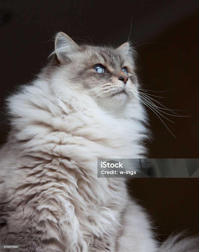 siberian forest cat siberian cat on dark background, looking suspicious Animal Stock Photo