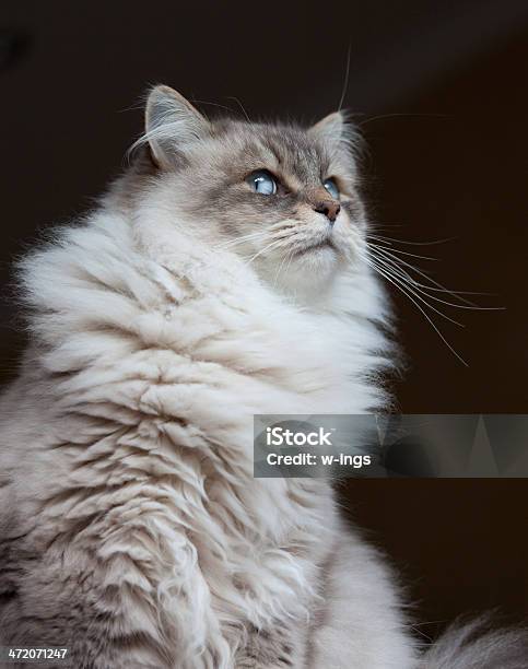 Siberian Forest Cat Stock Photo - Download Image Now - Animal, Animal Whisker, Black Background