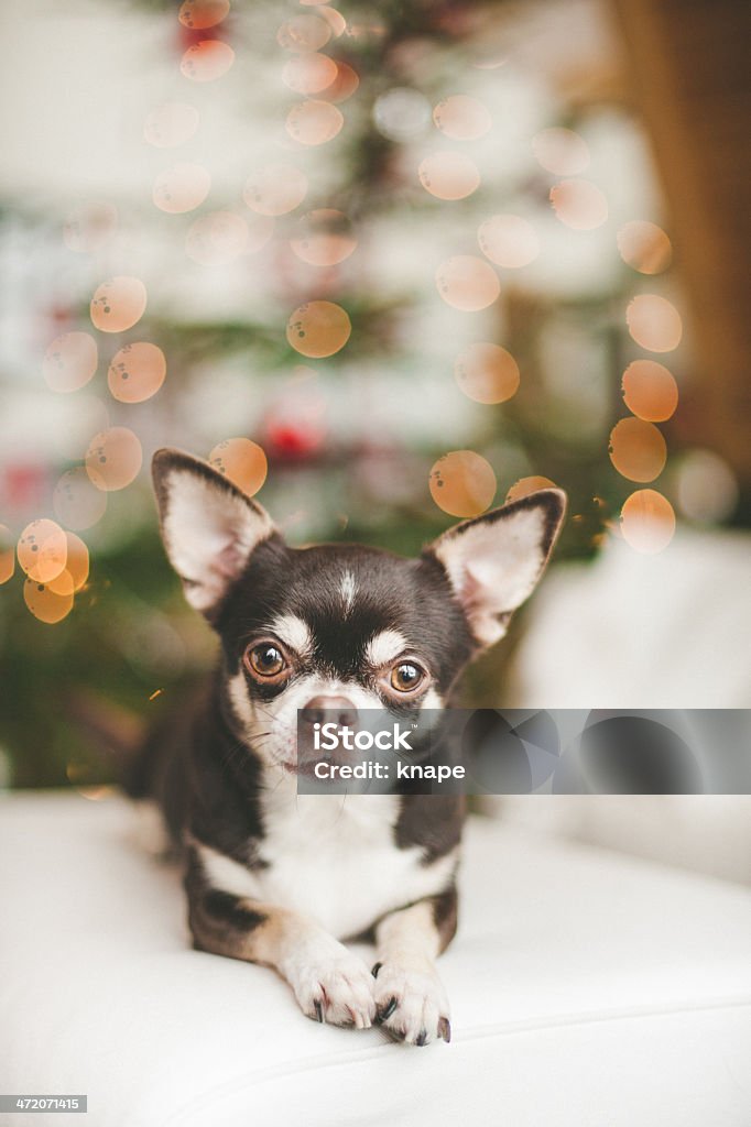 Cute chihuahua dog infront of christmas tree Animal Stock Photo