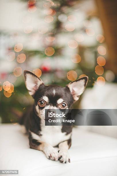 Cute Chihuahua Dog Infront Of Christmas Tree Stock Photo - Download Image Now - Animal, Bright, Chihuahua - Dog