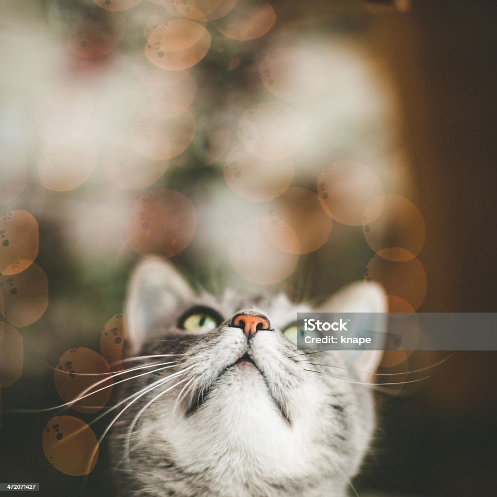 Cute cat looking up Christmas Stock Photo