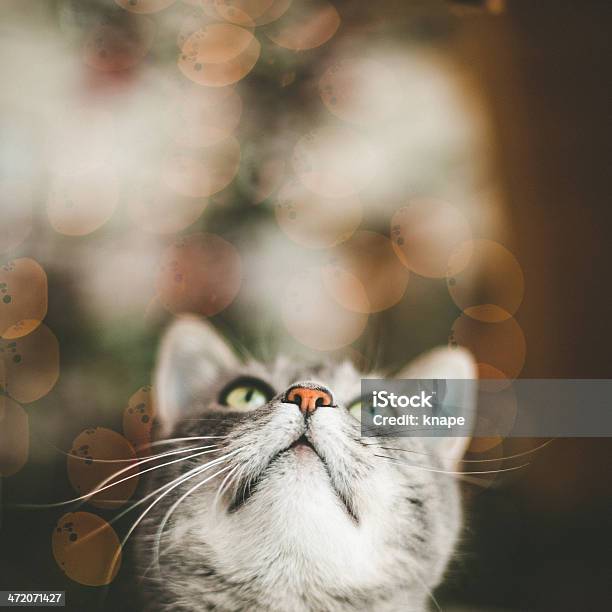 Cute Cat Looking Up Stock Photo - Download Image Now - Christmas, Domestic Cat, Pets