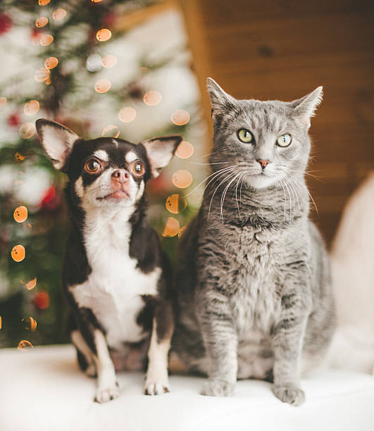 istock Cute chihuahua and cat infront of christmas tree 472071433