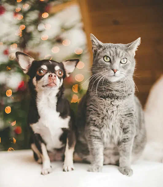 Photo of Cute chihuahua and cat infront of christmas tree