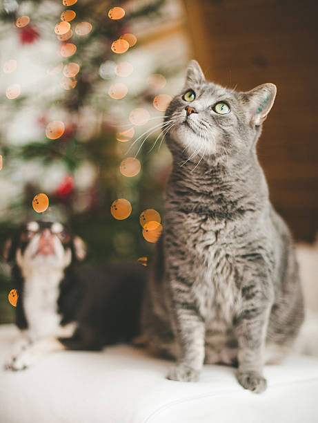 istock Cute chihuahua and cat infront of christmas tree 472071449