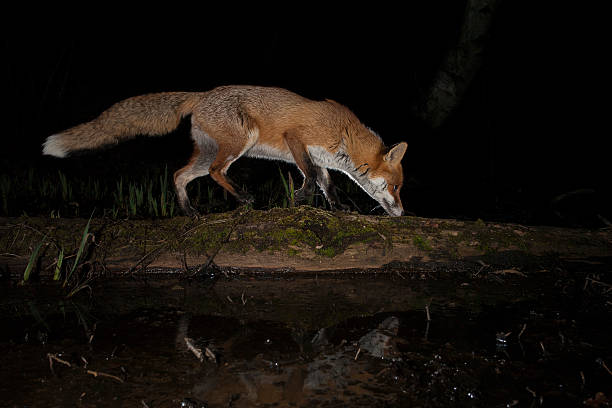 red fox-vulpes vulpes - in a row flash zdjęcia i obrazy z banku zdjęć