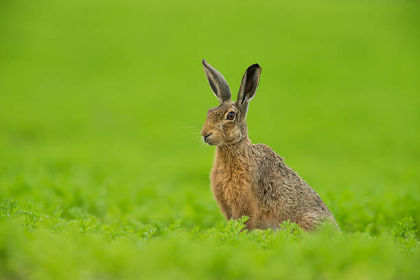 istock European brown hare - Lepus europaeus 472071546