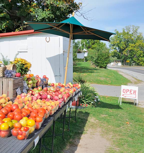 frutas de pé - agriculture autumn apple greengrocers shop - fotografias e filmes do acervo