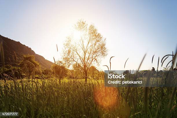 Árbol En Puesta De Sol Foto de stock y más banco de imágenes de Agricultura - Agricultura, Aire libre, Anochecer