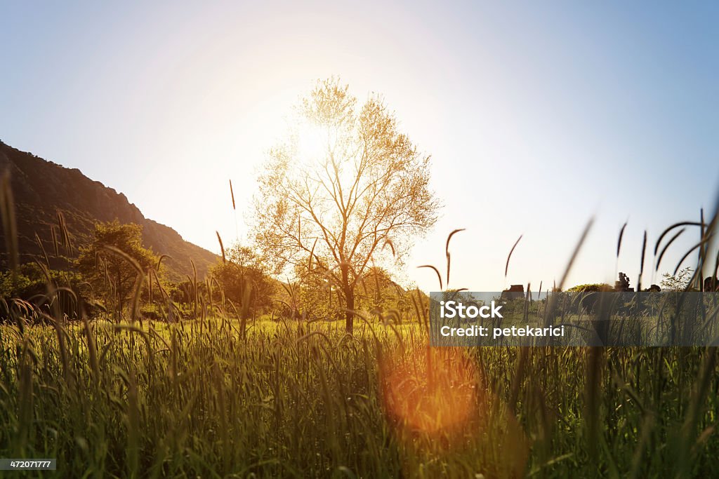 Árvore no pôr do sol - Foto de stock de Agricultura royalty-free