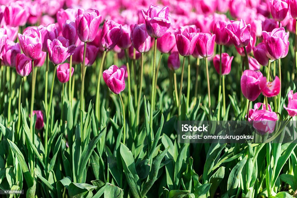 Close-up of Pink Tulips in Garden Close-up of Pink Tulips in Garden. Horizontal composition. Selective Color and no people. 2015 Stock Photo