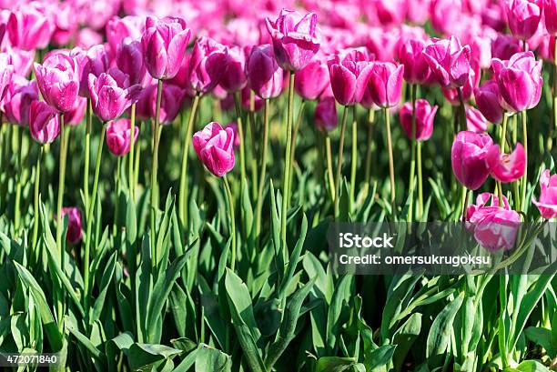 Closeup Of Pink Tulips In Garden Stock Photo - Download Image Now - 2015, Abstract, African Violet
