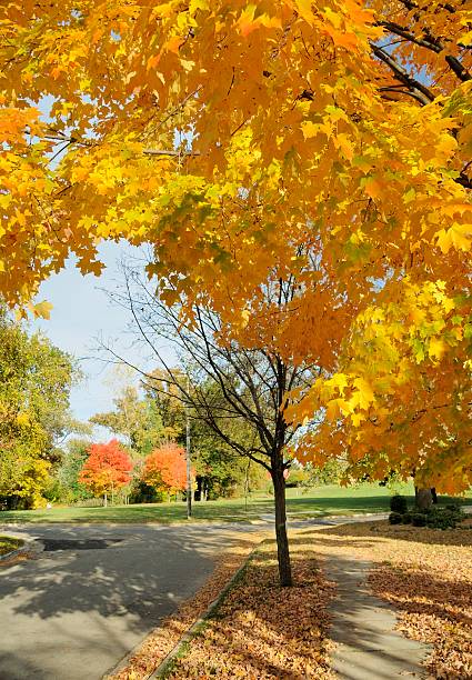 istock Autumn Neighborhood 472072257