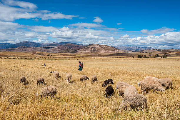 mujer shepherd peruano andes cuzco perú - perro peruano fotografías e imágenes de stock