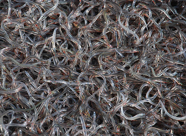 glass eel hundrets of glass eels (anguilla anguilla), baby of eel saltwater eel stock pictures, royalty-free photos & images