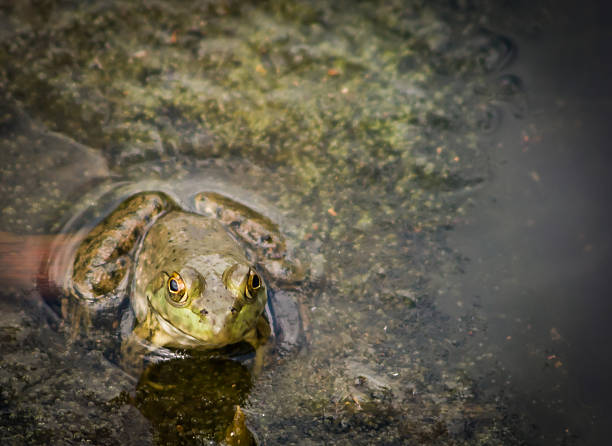 Frog stock photo