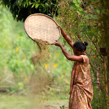 Bardia, Nepal - October 28, 2013: Tharu woman farming in Terai, Nepal, on October 28, 2013. She select rice bark, dust and  straw separated by wind. In west Terai, Tharu is the most important ethnic cast.