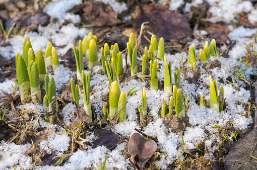 Daffodil shoots in snow, morning
