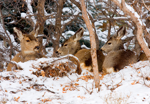 Mule deer snuggled in a woody shelter after a big Colorado snowstorm.