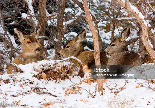 Colorado Mule Deer In The Wintertime Snow Stock Photo - Download Image Now - Fawn - Young Deer, Winter, Forest