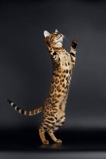 istock Playful Female Bengal Cat stands on Rear Legs 472075928
