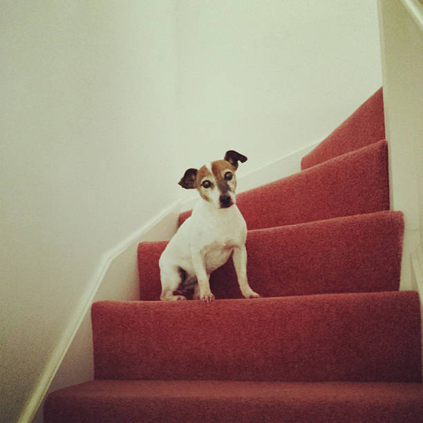 istock Jack Russell dog on the stairs 472075997