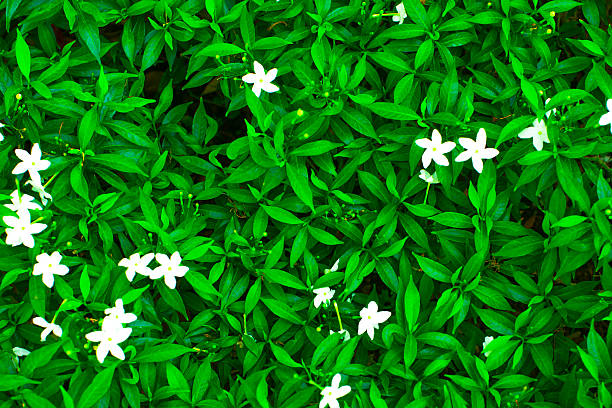 istock Green leaf blooming and Blurry white flowers for backgrounds 472076124