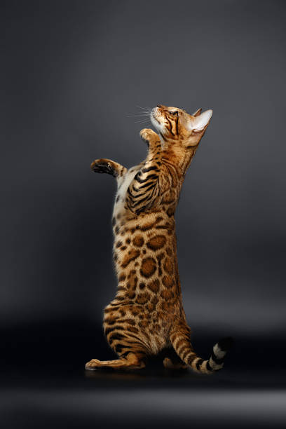 istock Closeup Playful Female Bengal Cat Looking up 472076168